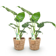Alocasia Cucullata - Olifantsoor - met mand - Pot 17cm - Hoogte 60-65cm 2x