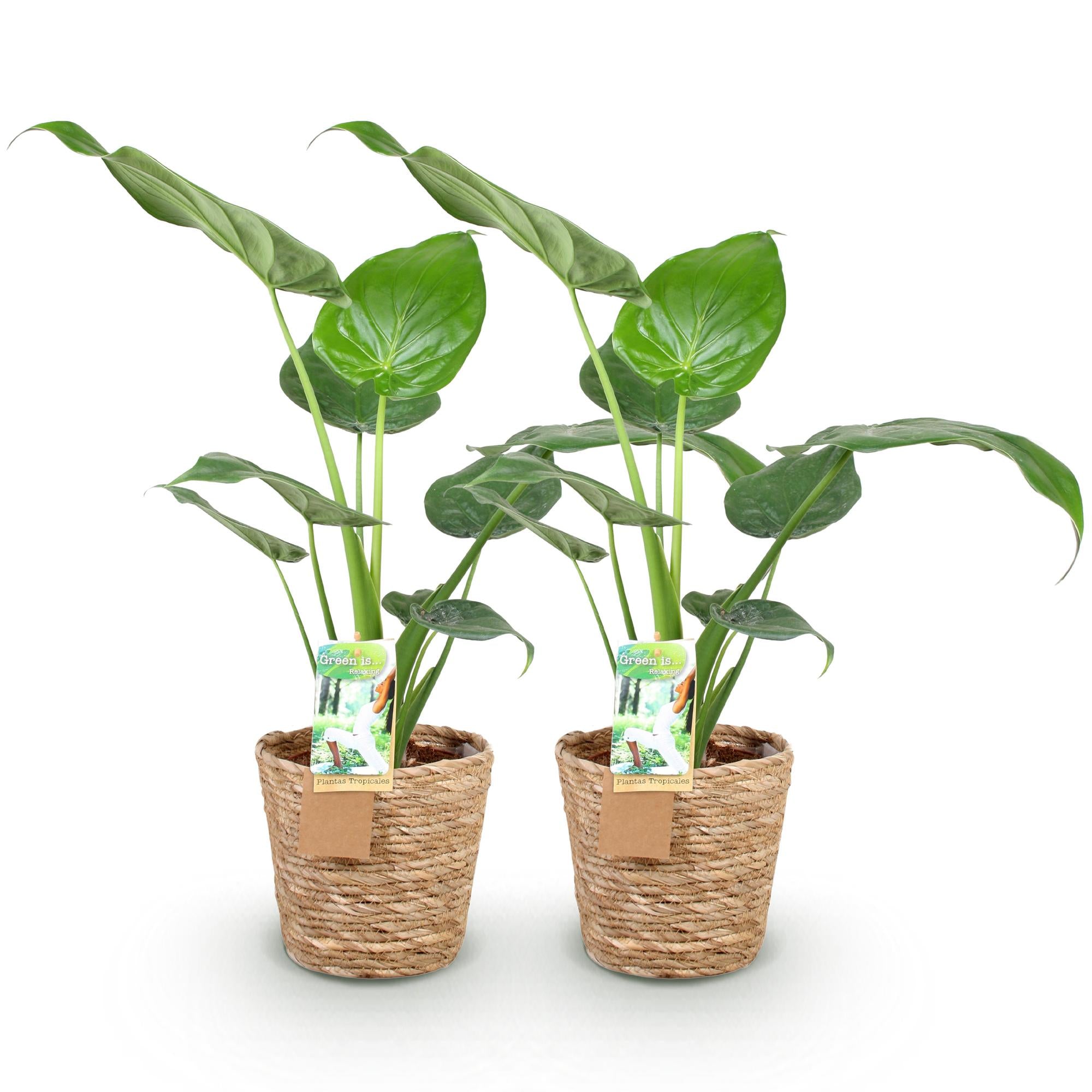 Alocasia Cucullata - Olifantsoor - met mand - Pot 17cm - Hoogte 60-65cm 2x