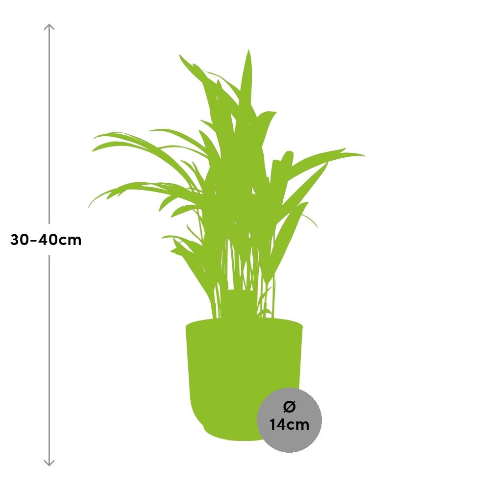 Dypsis lutescens (Areca) 12 cm en ELHO Vibes Fold 14 cm rose