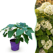 Hydrangea arborescens FlowerWOW - Hortensia - Winterhard - Wit - 1 Plant - Pot 14cm - Hoogte Hoogte 20-30cm