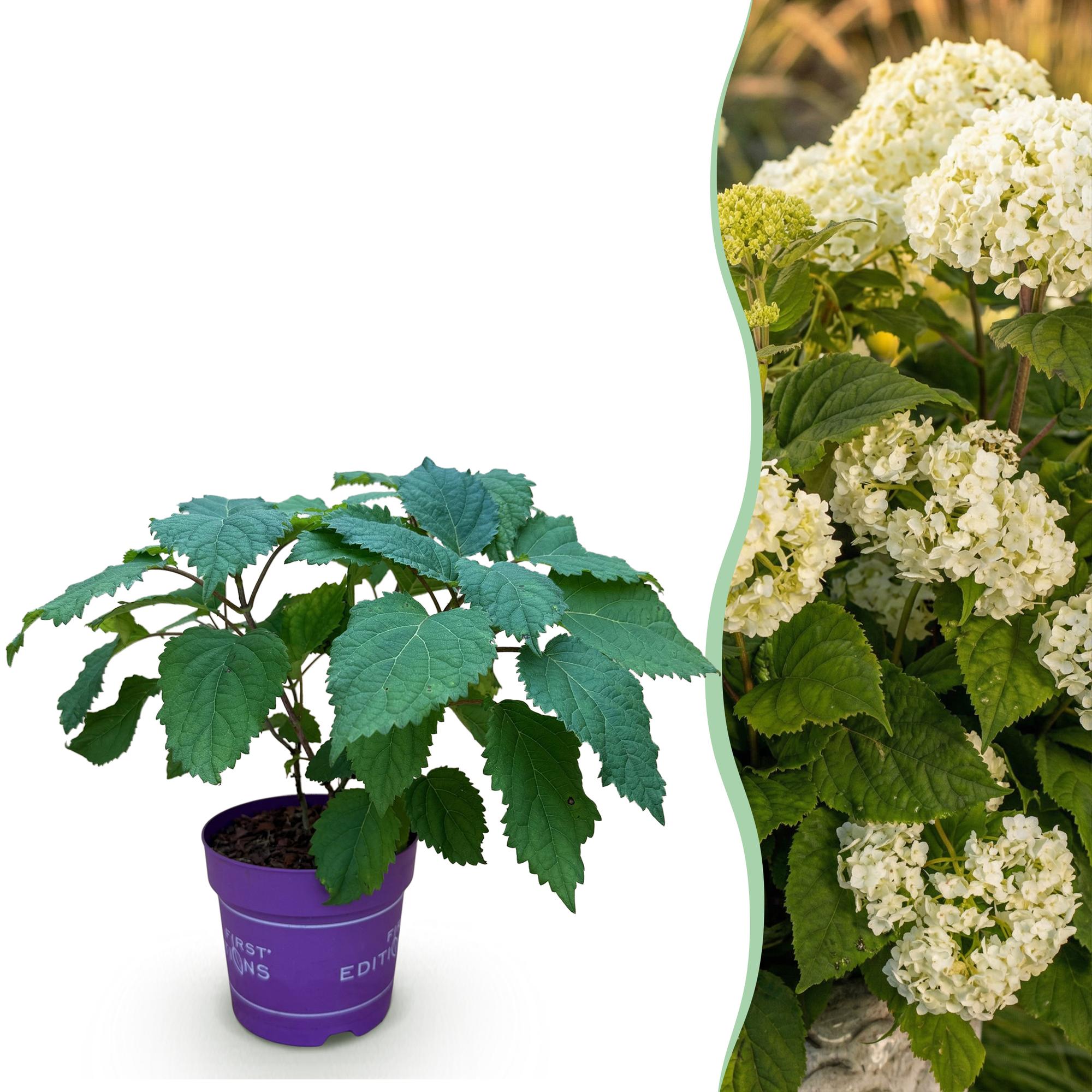 Hydrangea arborescens FlowerWOW - Hortensia - Winterhard - Wit - 1 Plant - Pot 14cm - Hoogte Hoogte 20-30cm