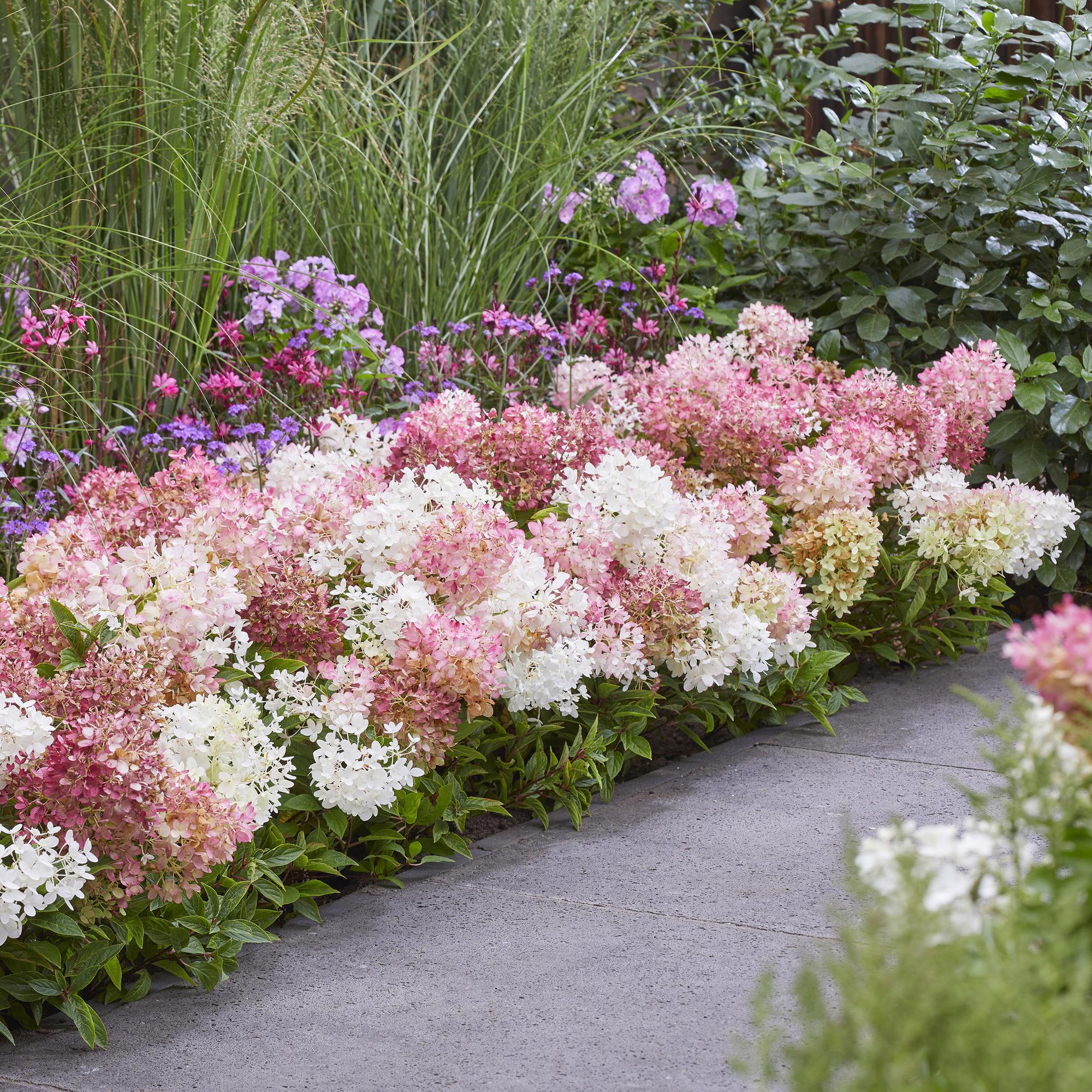 Hydrangea panniculata Groundbreaker Blush - Pluimhortensia - Winterhard - Roze - 4 Planten - Pot 14cm - Hoogte 20-25cm
