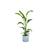 Strelitzia Nicolai inclusief elho Ocean Round atlantisch blauw Ø22 - 100 cm