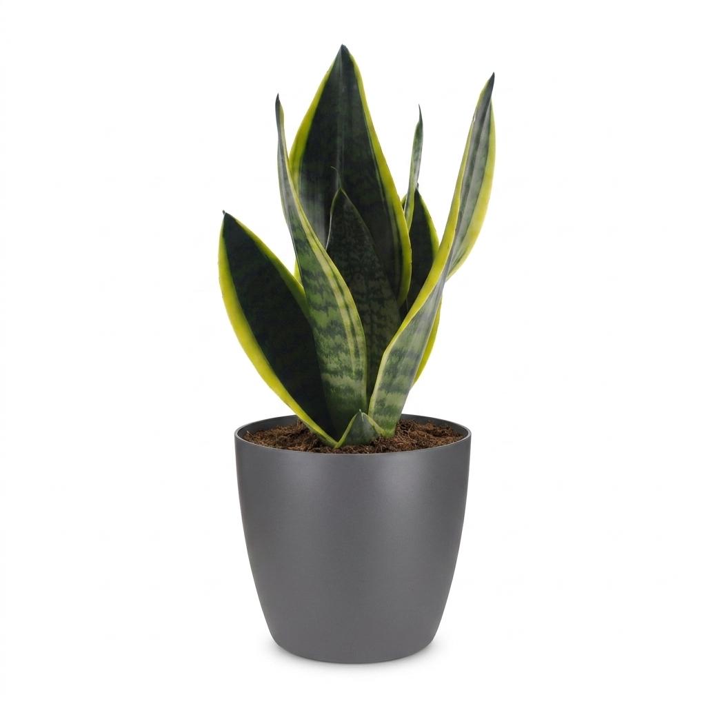 Sansevieria Future Superb - Vrouwentong - met Potter Grijs - Pot 12cm - Hoogte - 35cm