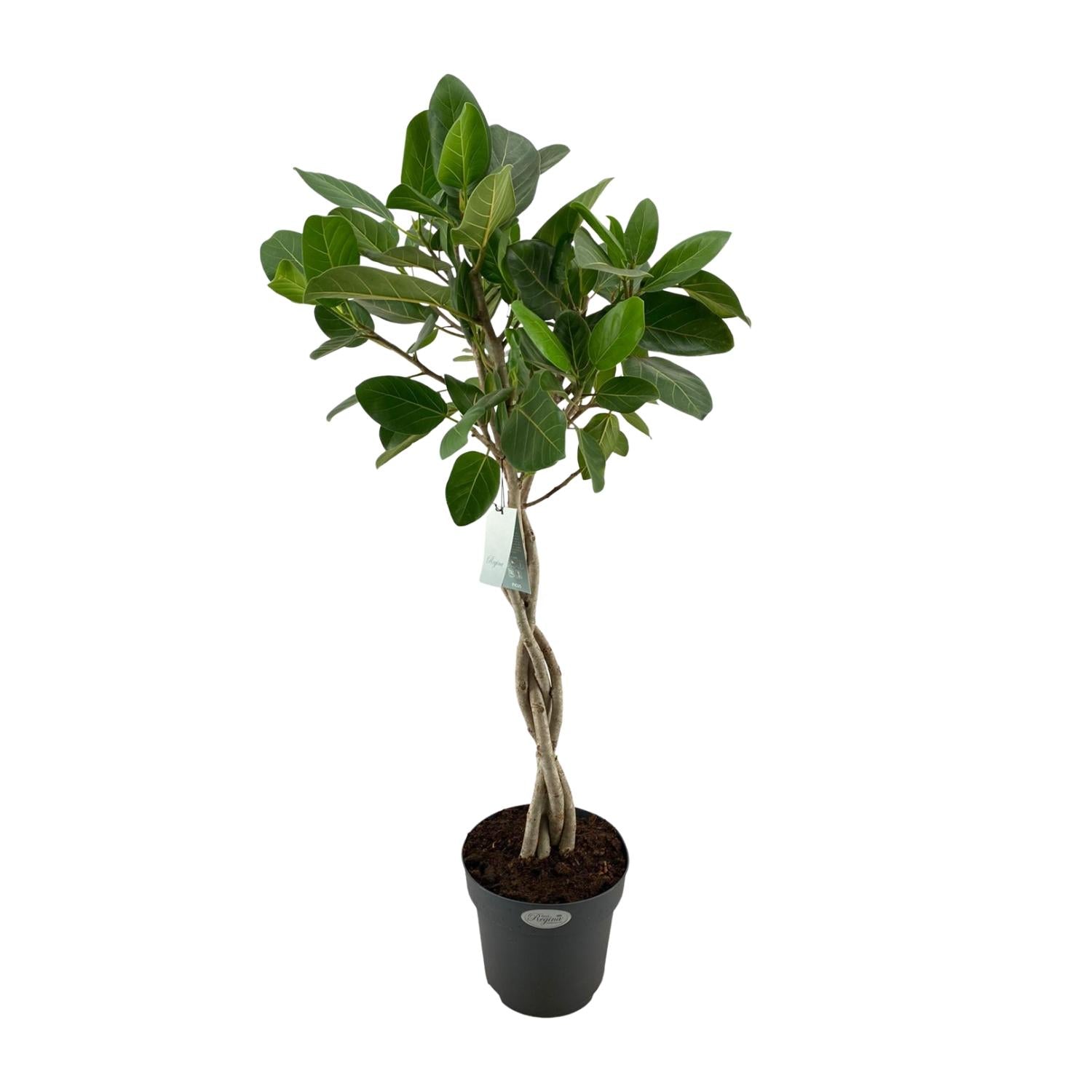 Ficus benghalensis 'Audrey' - Ø 27 cm - ↕ 110 cm