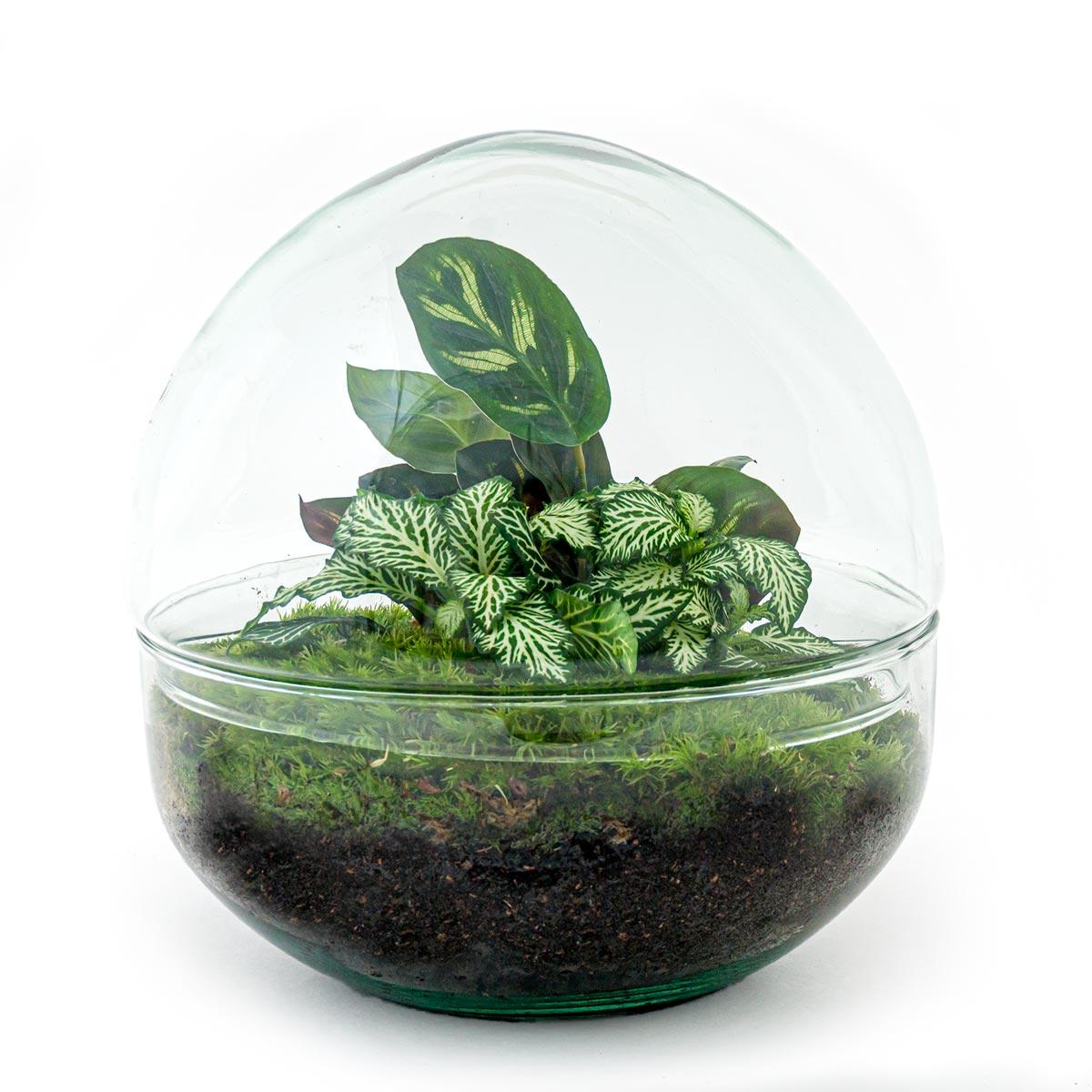 DIY-Terrarium – Kuppel – ↕ 20 cm – Rechen + Schaufel + Pinzette + Schere