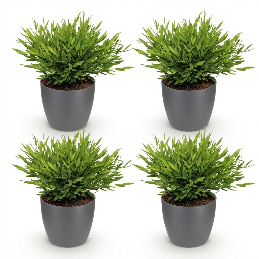 Bamusa Pogonatherum Monica - Kamerbamboe - Huisdiervriendelijke Plant - Groen - 4 Planten - met Potter Grijs - Pot 12cm - Hoogte 20cm