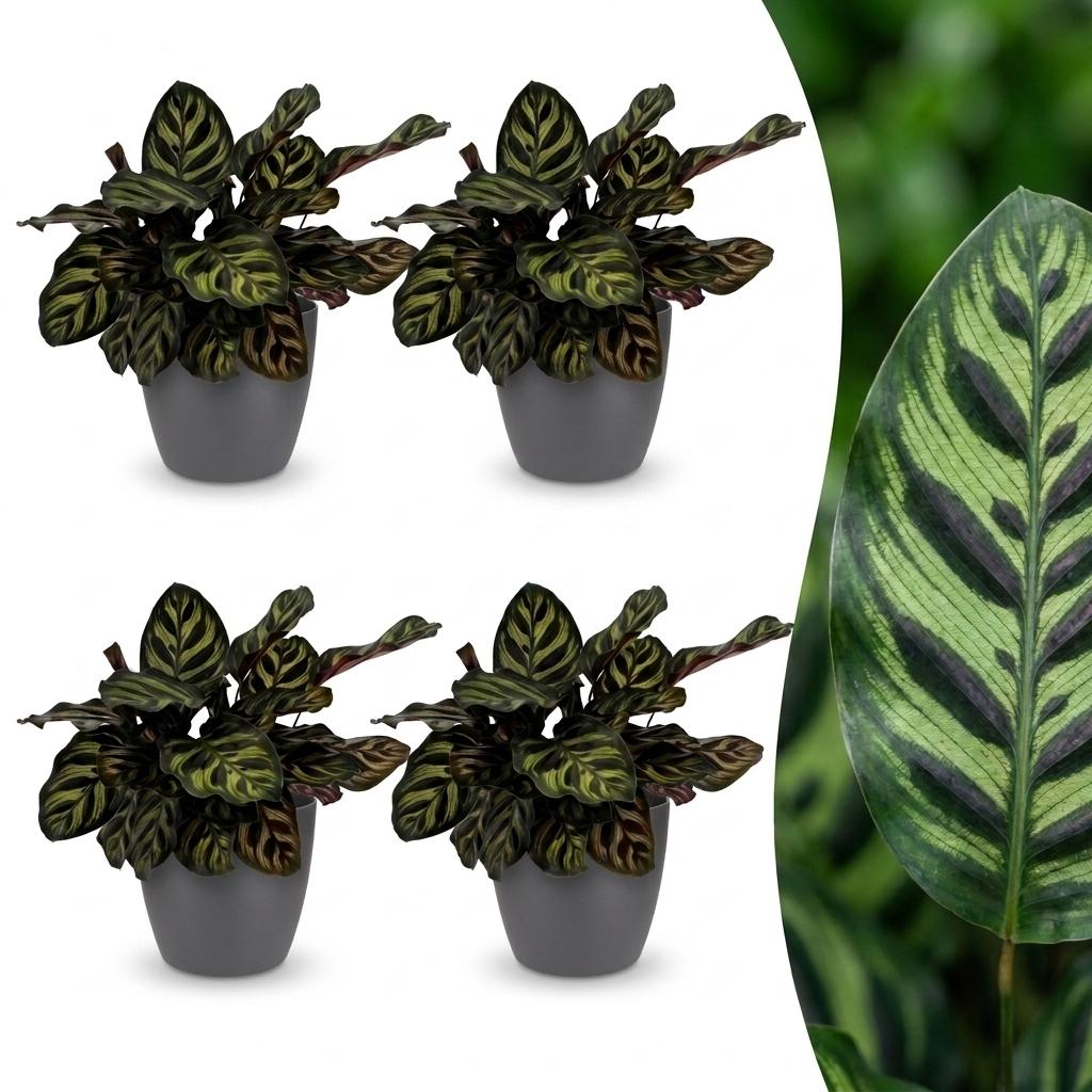 Calathea Makoyana - Pauwenplant - 4x - met Potter Grijs - Pot 12cm - Hoogte - 25cm
