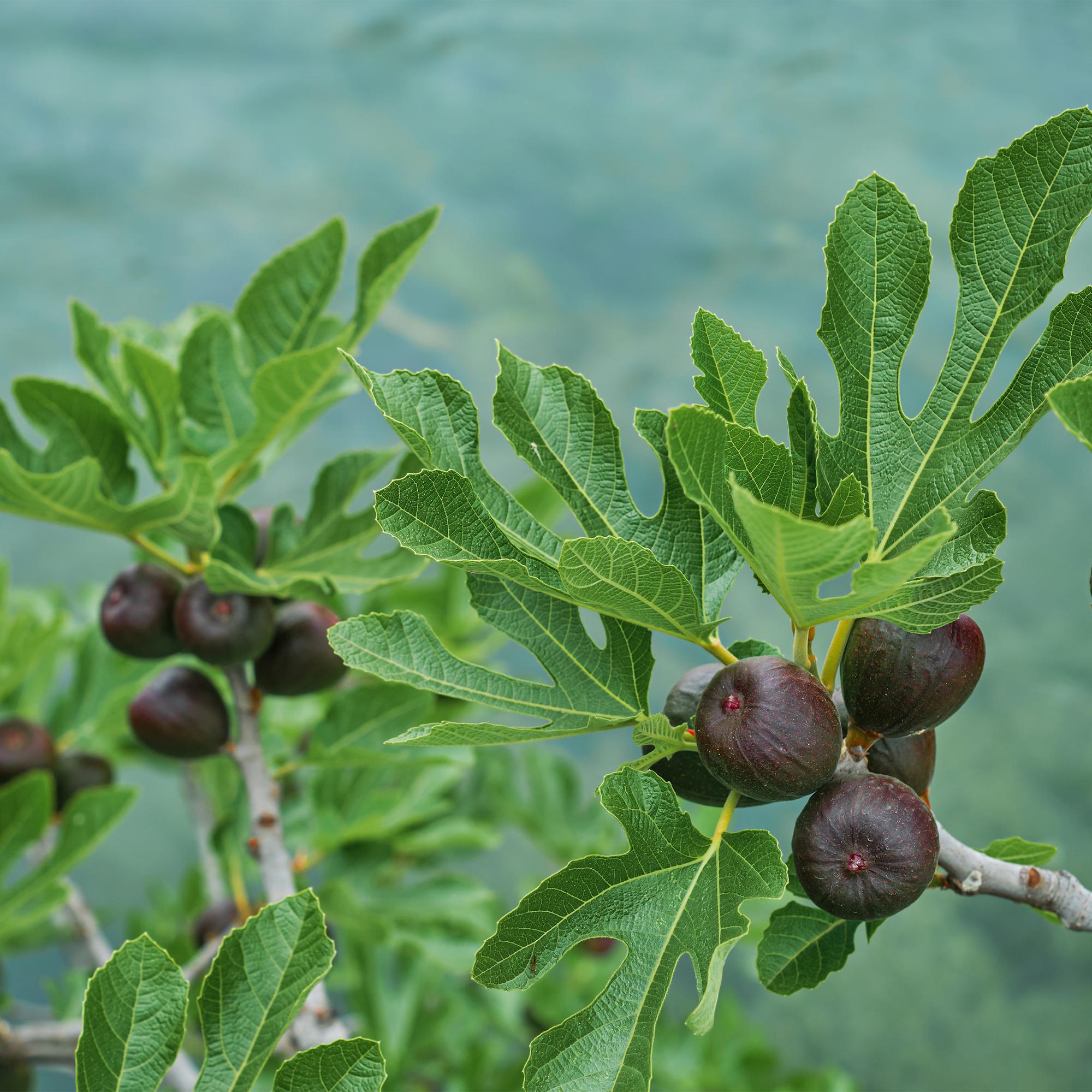 Green boutiQ - Pianta su stelo - Ficus carica Brown Turkey - Pianta da terrazza - Decidua - Resistente all'inverno - Frutto verde - Vaso 19 cm Altezza 90 cm