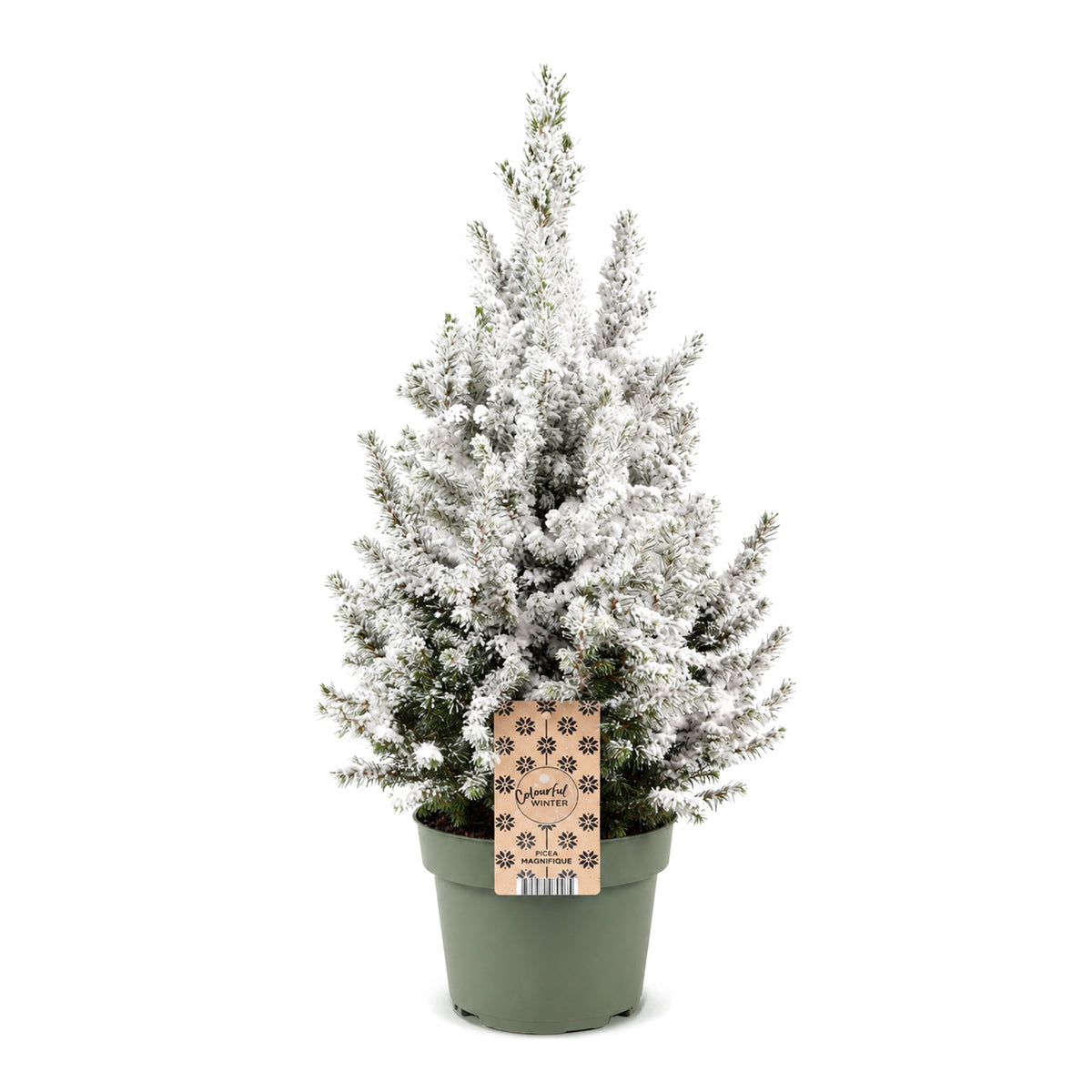 Picea glauca Conica - Kegelspar - Groen - Wit - Kerstboom - Ø19cm - ↕65cm