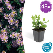 48x Aster ageratoides 'Asran' - ↕10-25cm - Ø9cm