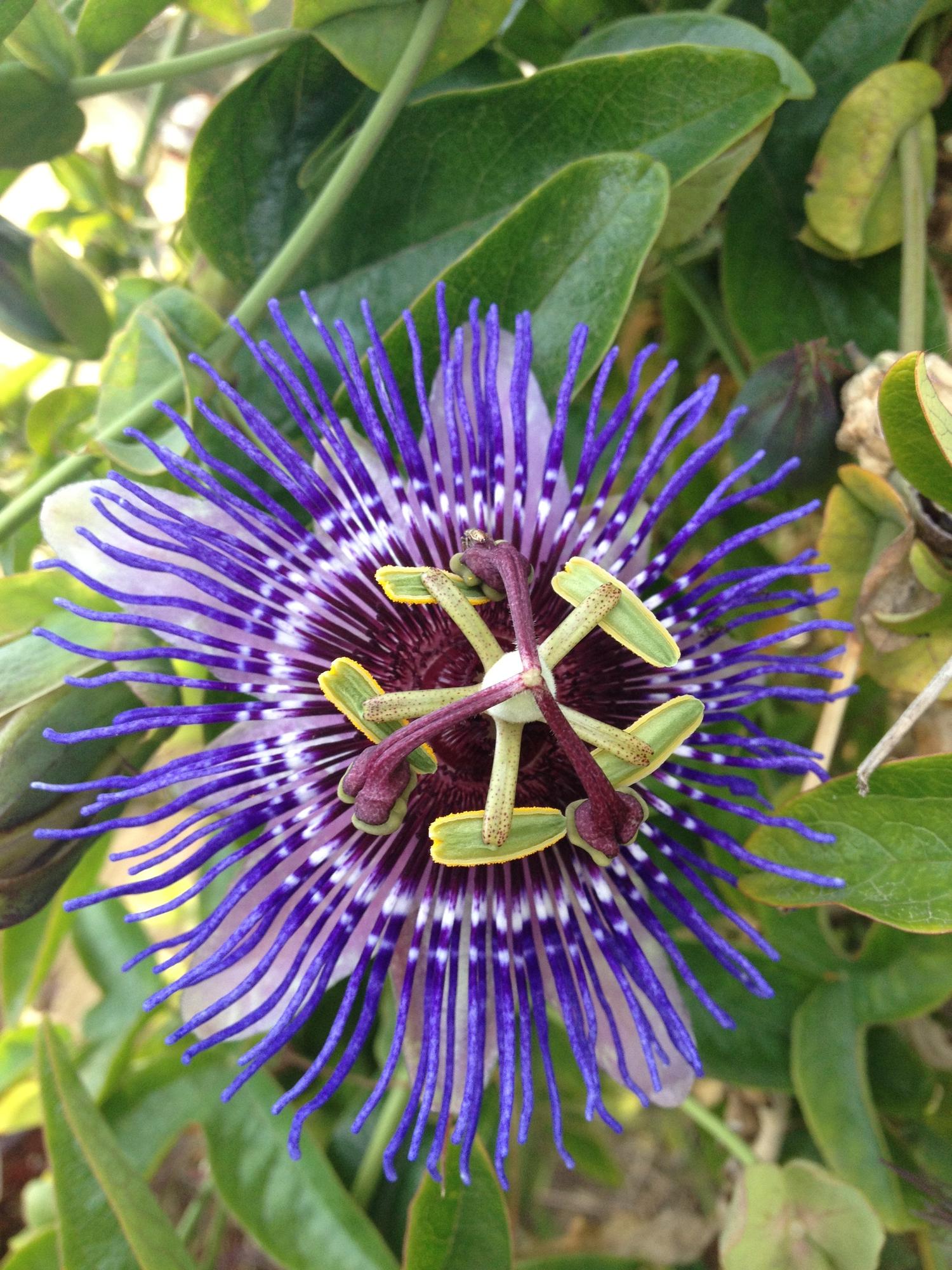 Passiflora púrpura 'Purple Haze' - Ø15 cm - ↕65 cm