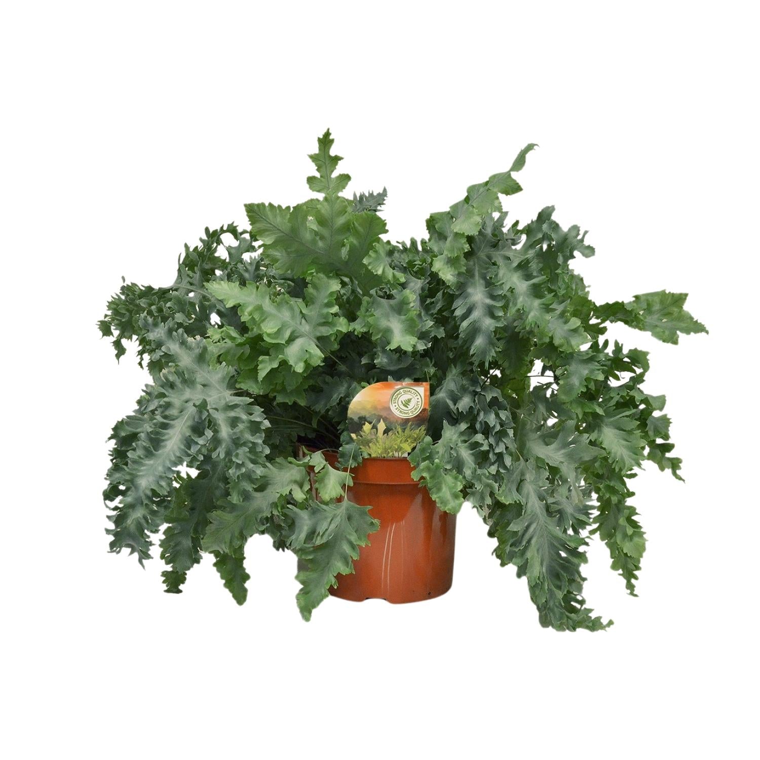 Flebodio Davana - Ø26cm - ↕60cm