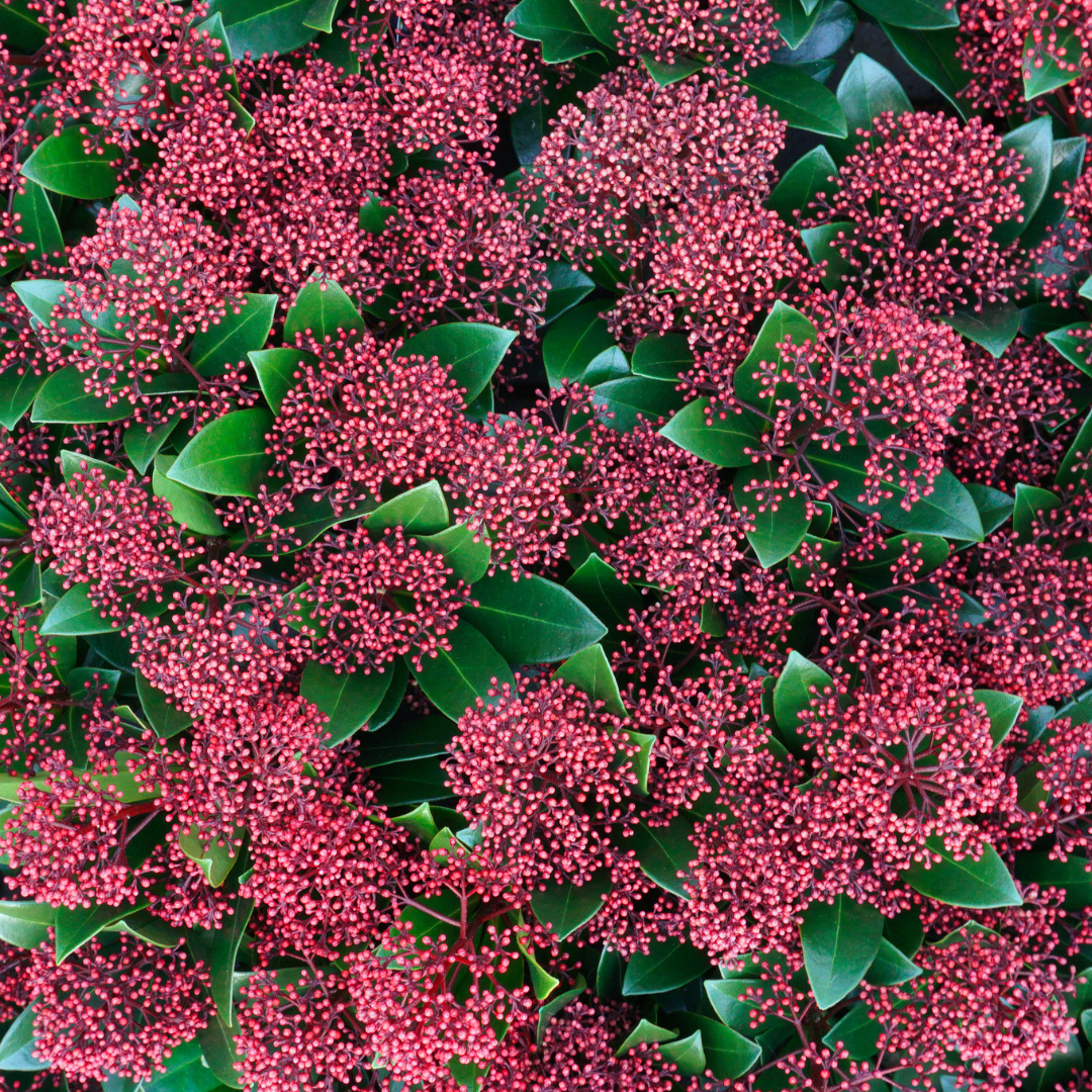 Set van 3 Skimmia 'Rubella' – Ø10,5 cm – ↨ 20-25 cm