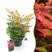 Nandina Gulfstream - Oranje - 1 Plant - Groenblijvend - Weinig Onderhoud - Pot 17cm Hoogte 45cm