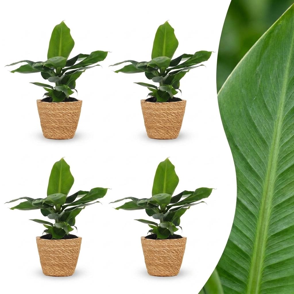 Musa Oriental Dwarf - Dwergbanaan - 4x - met Zeegras Mand - Pot 12cm - Hoogte 30cm