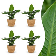 Musa Oriental Dwarf - Dwergbanaan - 4x - met Zeegras Mand - Pot 12cm - Hoogte 30cm