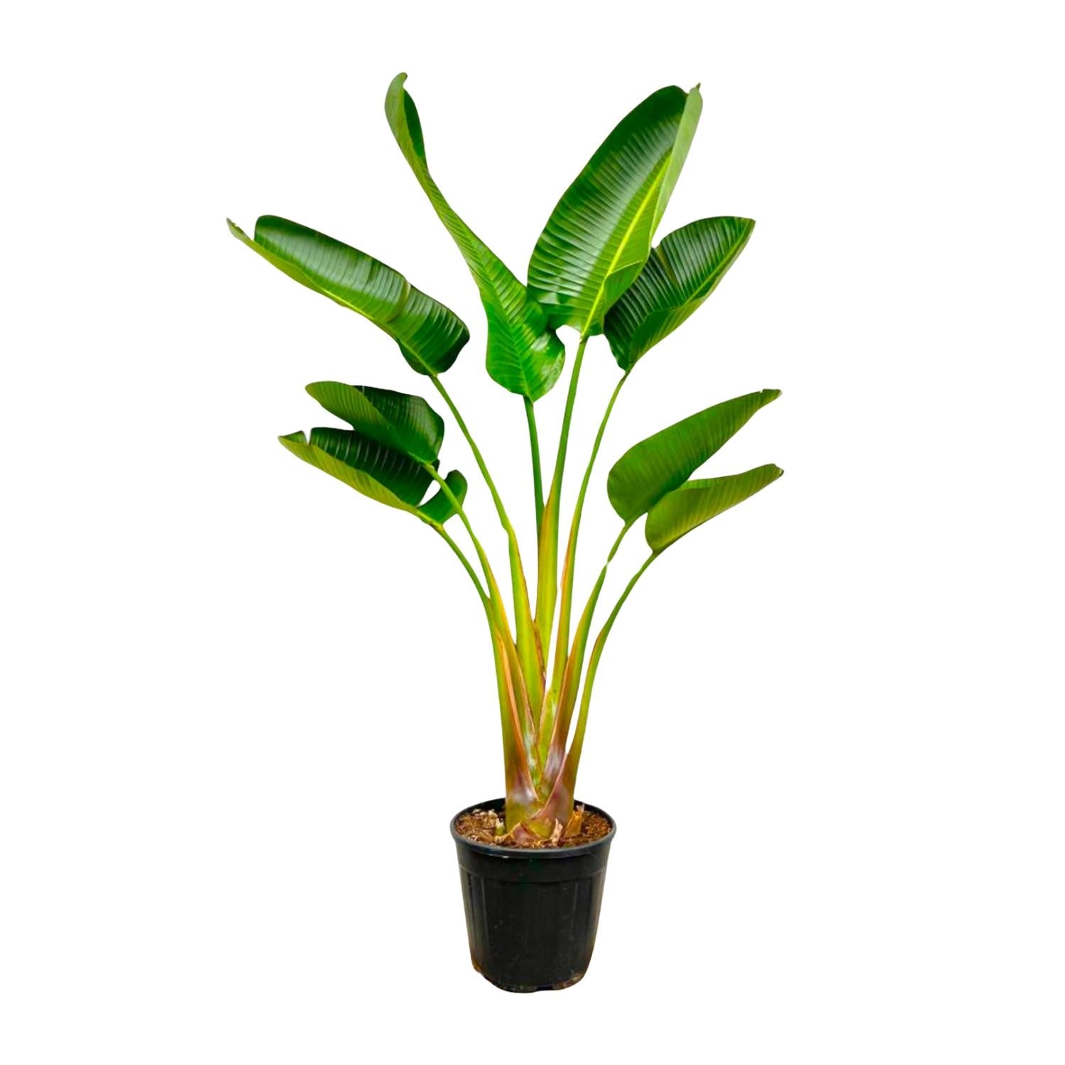 Strelitzia Augusta – 160 cm – Ø21–24 cm