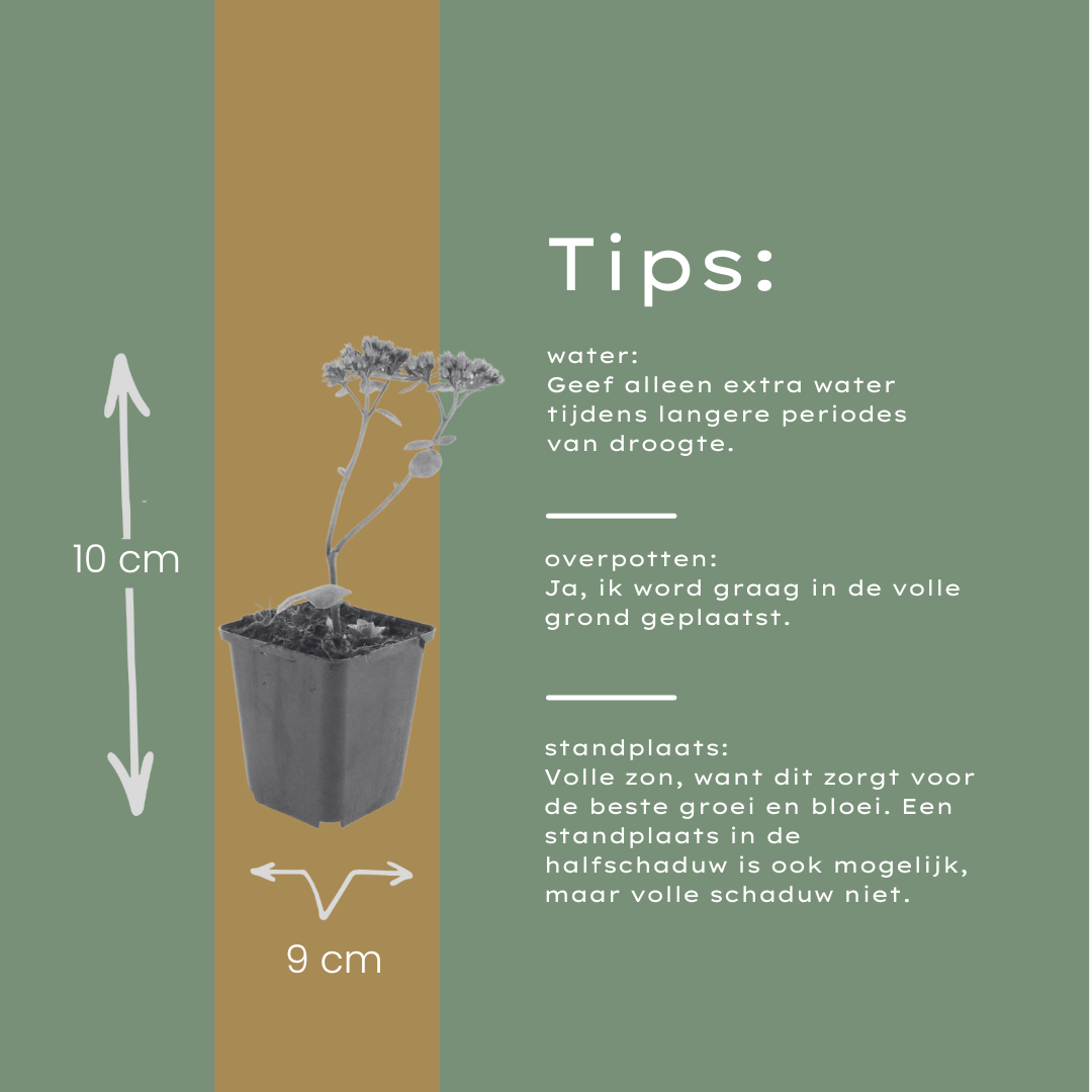 12x Sedum 'Matrona' - ↕10-25cm - Ø9cm