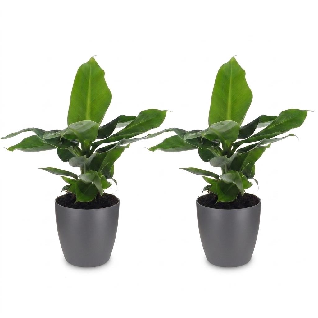 Musa Oriental Dwarf - Dwergbanaan - 2x - met Potter Grijs - Pot 12cm - Hoogte - 30cm