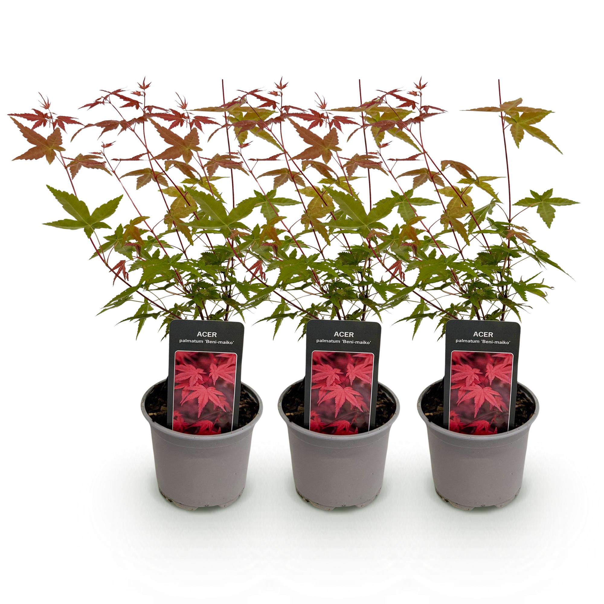 Acer palmatum Beni-maiko - Rood - 3 Planten - Bladverliezend - Weinig Onderhoud - Pot 12cm Hoogte 35cm
