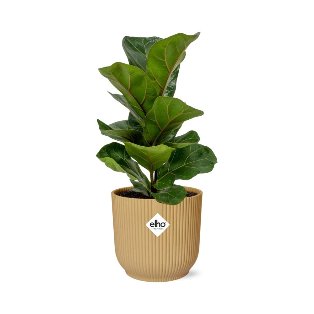 Ficus lyrata 'Bambino' en ELHO Vibes Fold 14cm jaune