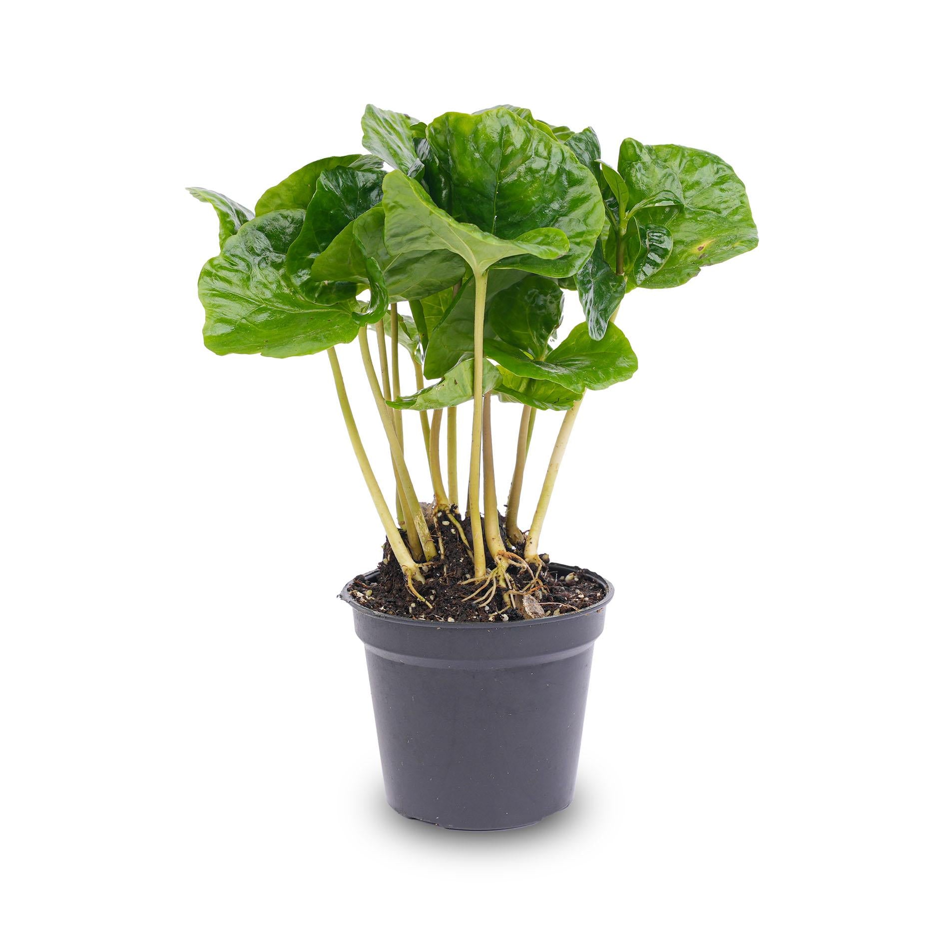 Coffea Arabica - Coffee Plant - Terrarium Plant - Pot Size 6