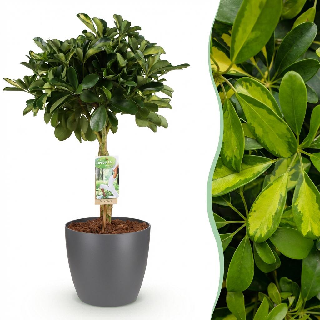 Schefflera Gold Capelle - Vingerboom - met Potter Grijs - Pot 21cm - Hoogte 70-80cm