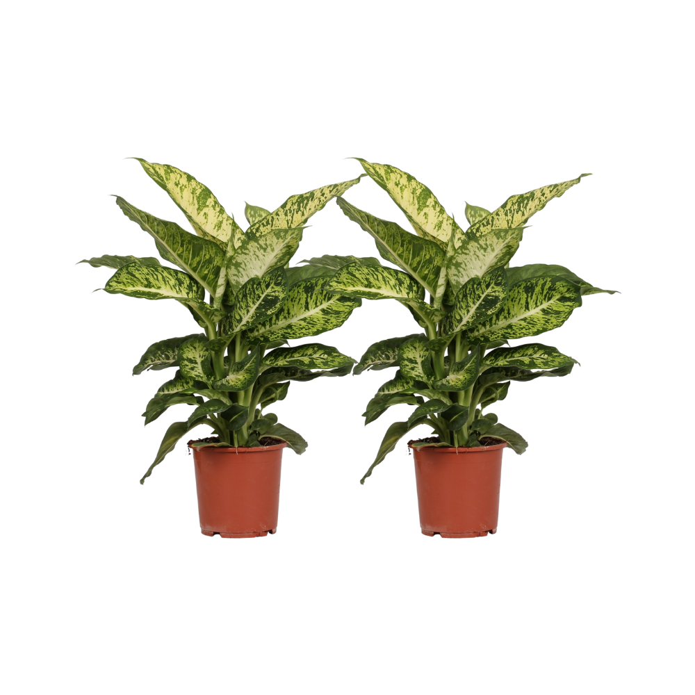 Dieffenbachia Mars - 2 pezzi - Ø17cm - ↕50cm