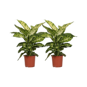 Dieffenbachia Mars - 2 pezzi - Ø17cm - ↕50cm
