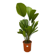 Licuala Grandis - 90 cm - ø24