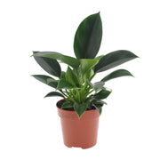 Philodendron Green Princess – Ø 12 cm – ↕ 25 cm