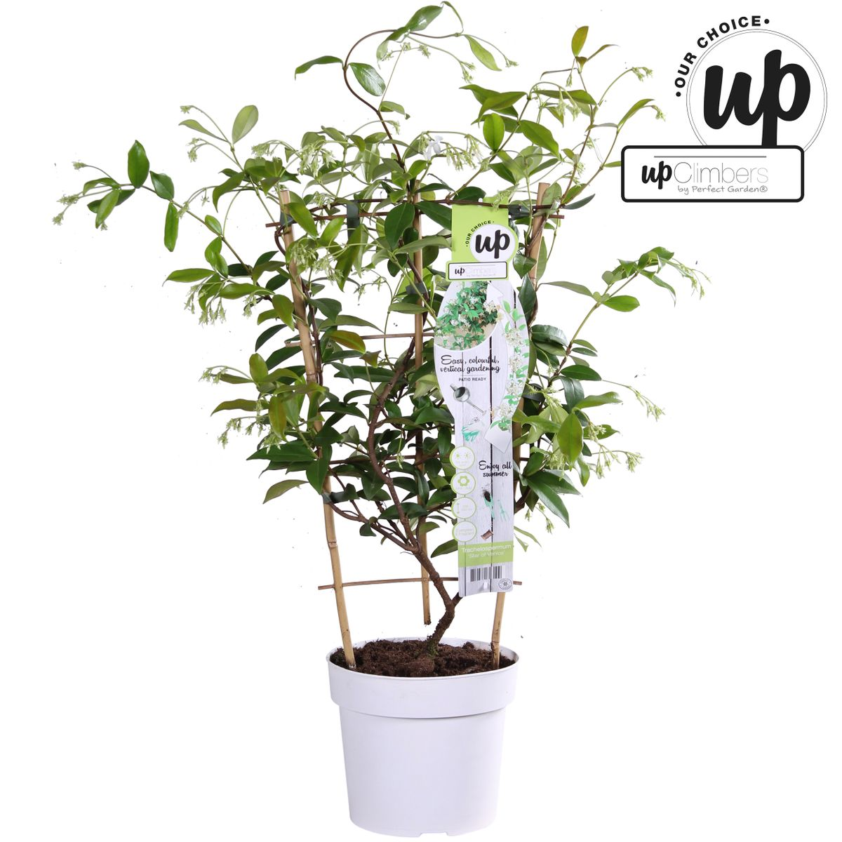 Trachelospermum 'Estrella de Venecia' - Jazmín blanco toscano - Ø15 cm - ↕65 cm
