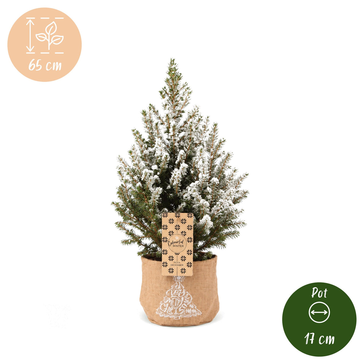 Picea glauca Conica - 2x Kegelspar - Groen - Wit - Kerstboom - incl. jute zak - Ø17cm - ↕65cm