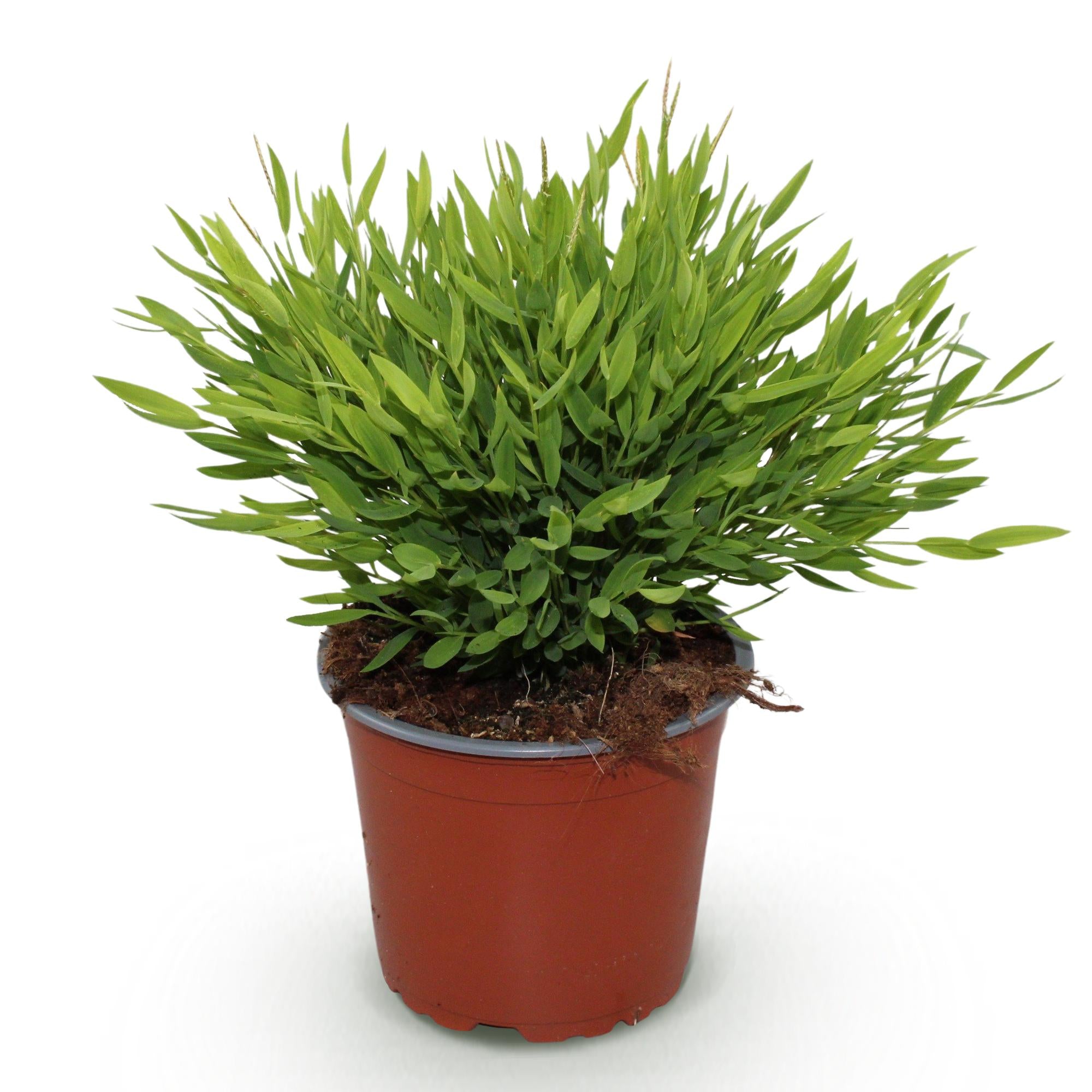 Bamusa Pogonatherum Monica - Kamerbamboe - Huisdiervriendelijke Plant - Groen - 1 Plant - Pot 12cm - Hoogte 20cm