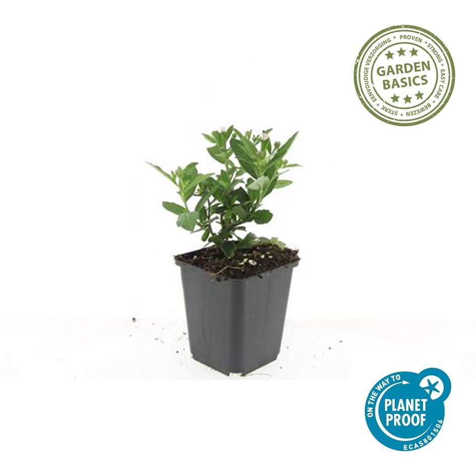 24x Aster ageratoides 'Stardust' - ↕10-25cm - Ø9cm