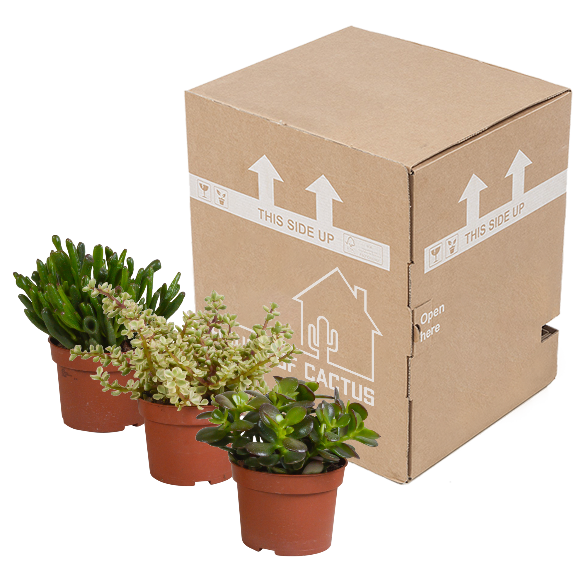 Crassula mix 10,5 cm - 3x - zonder pot