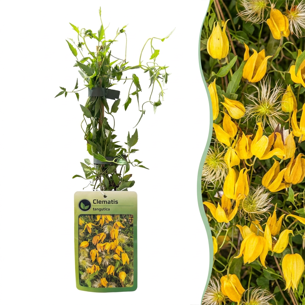 Clematis tangutica - Chinese bosrank 4x - Geel - Klimplant - Ø9cm - ↕35cm