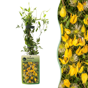 Clematis tangutica - Chinese bosrank 4x - Geel - Klimplant - Ø9cm - ↕35cm