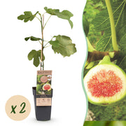 Ficus carica Brown Turkey - Vijgenboom - Winterhard - Groen - Paarse Vrucht - 2 Planten - Pot 15cm - Hoogte 50cm