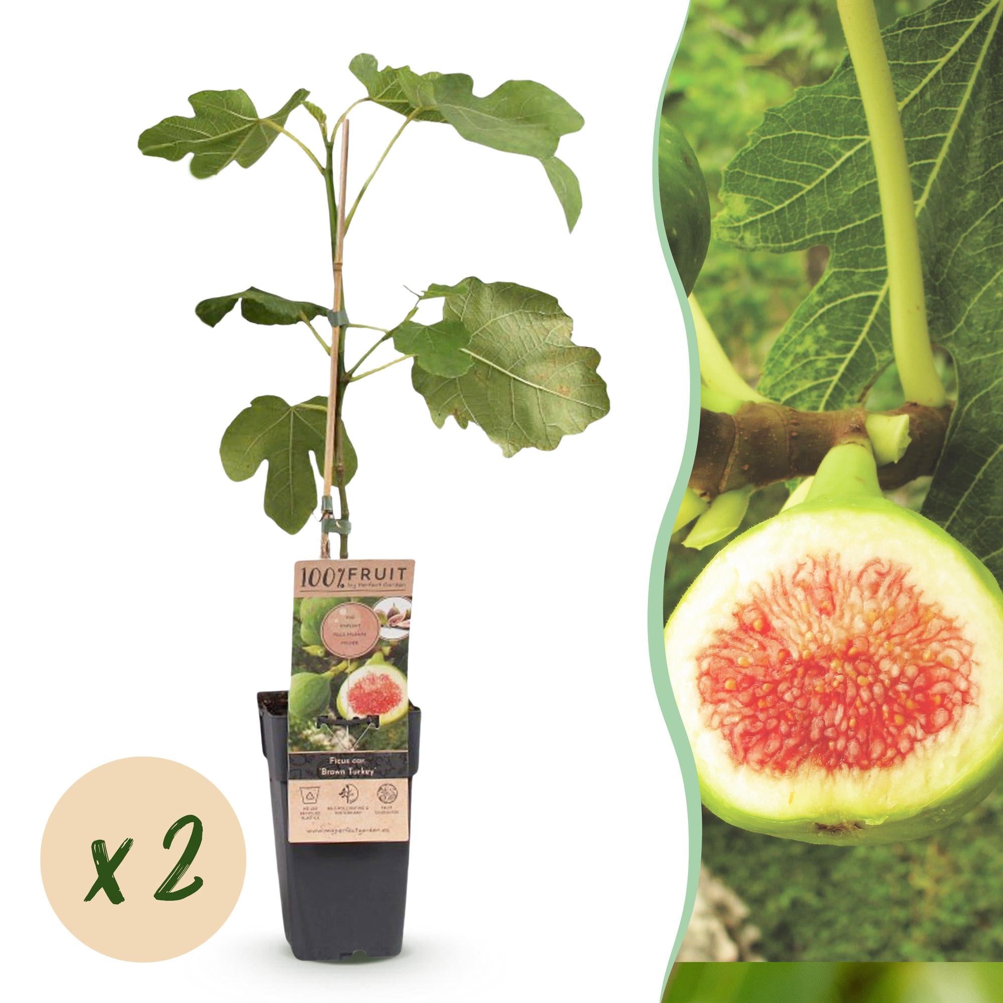 Ficus carica Brown Turkey - Vijgenboom - Winterhard - Groen - Paarse Vrucht - 2 Planten - Pot 15cm - Hoogte 50cm
