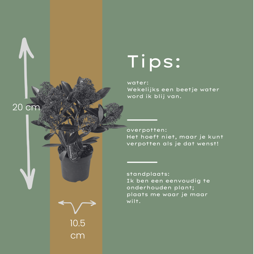 Set van 3 Skimmia 'Rubella' – Ø10,5 cm – ↨ 20-25 cm