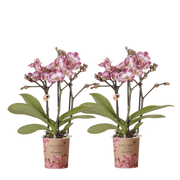 Kolibri Orchids | Combi Deal - 2 Roze-Paarse Phalaenopsis Orchideeën Diamond Bora Bora - Ø9 cm