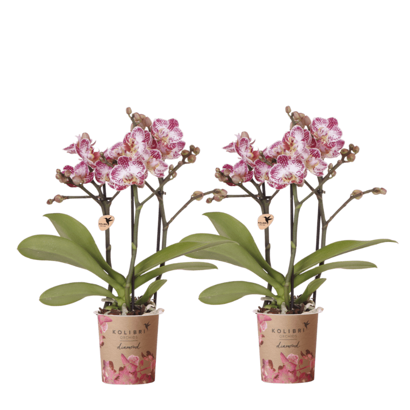 Kolibri Orchids | Combi Deal - 2 Roze-Paarse Phalaenopsis Orchideeën Diamond Bora Bora - Ø9 cm