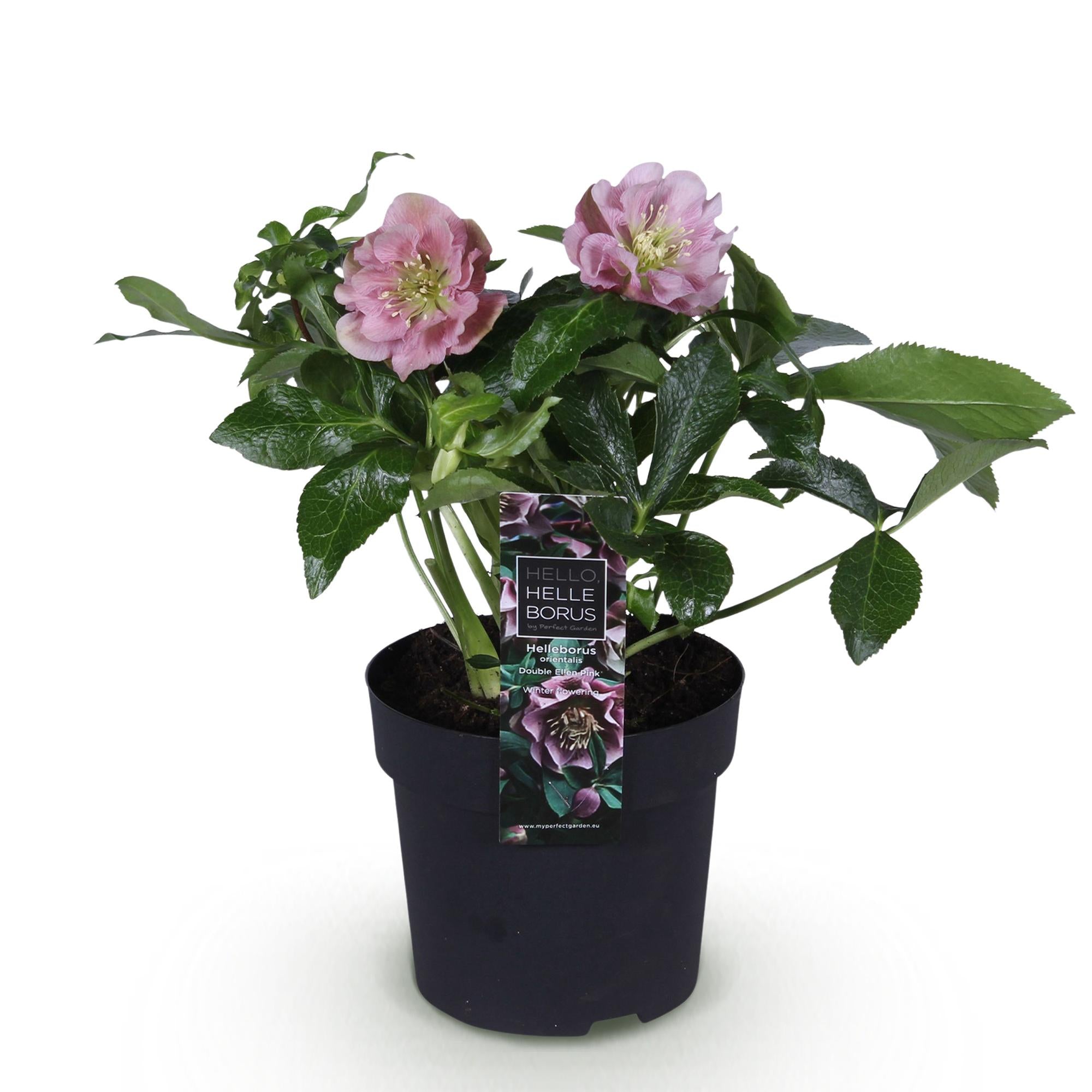 Lenten Rose - Helleborus orientalis Double Ellen Pink - Roze Bloem -1 Plant - Groenblijvend - Pot 14cm Hoogte 35cm