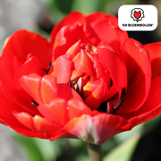Tulpenzwiebeln Bombastic Red – 20er-Pack | KH Bloembollen® | Rote Pfingstrosentulpe – Gefüllt & Üppig – Für Garten oder Topf – Größe 11/12 – Frisch vom Züchter!