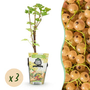 Witte Bes - Ribes rubrum Witte Hollander - Winterhard - 3 Planten - Pot 9 cm - Witte Bes