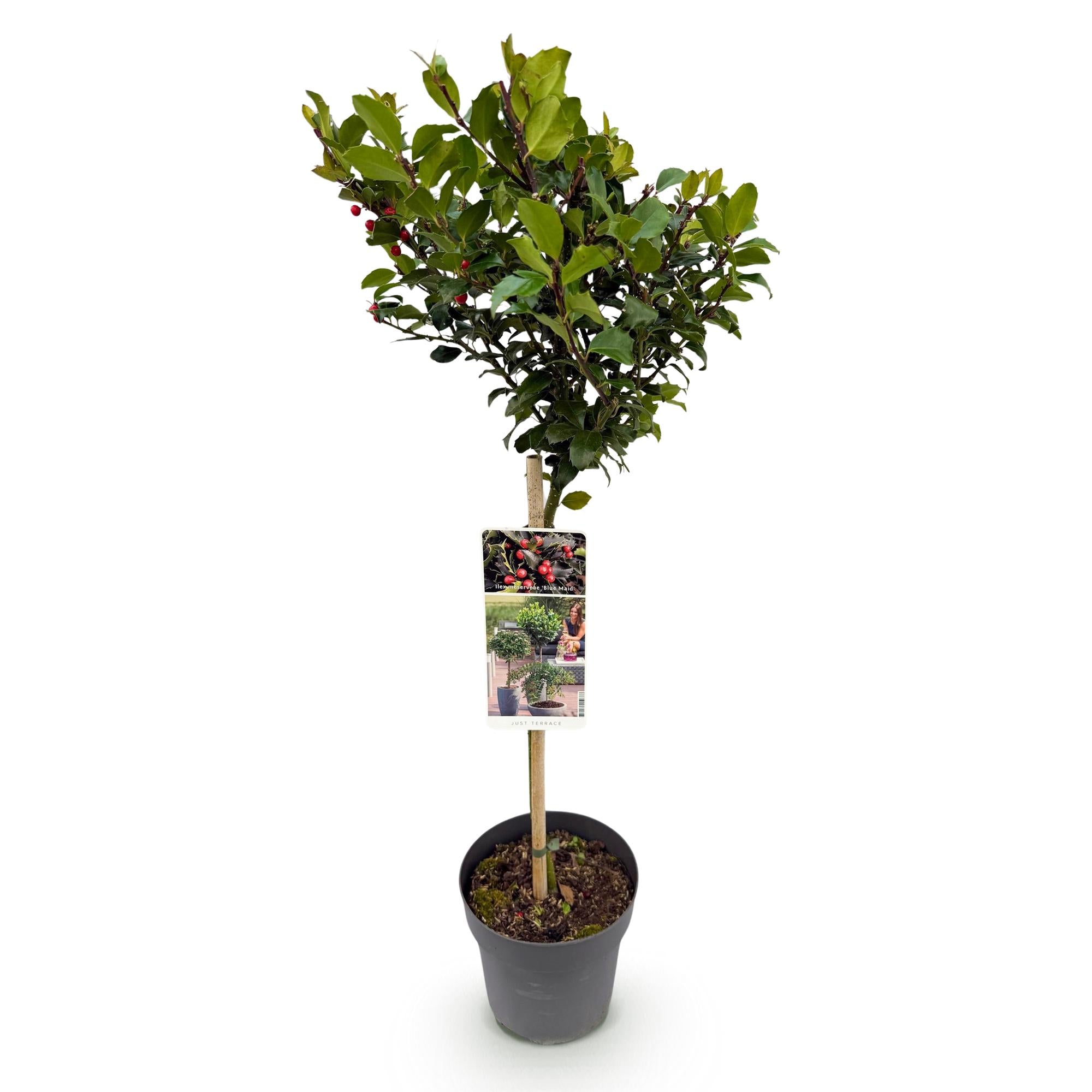 Green boutiQ – Steckling – Ilex meserveae 'Blue Maid' – Terrassenpflanze – Immergrün – Winterhart – Rote Beeren – Topfgröße 19 cm, Höhe 90 cm