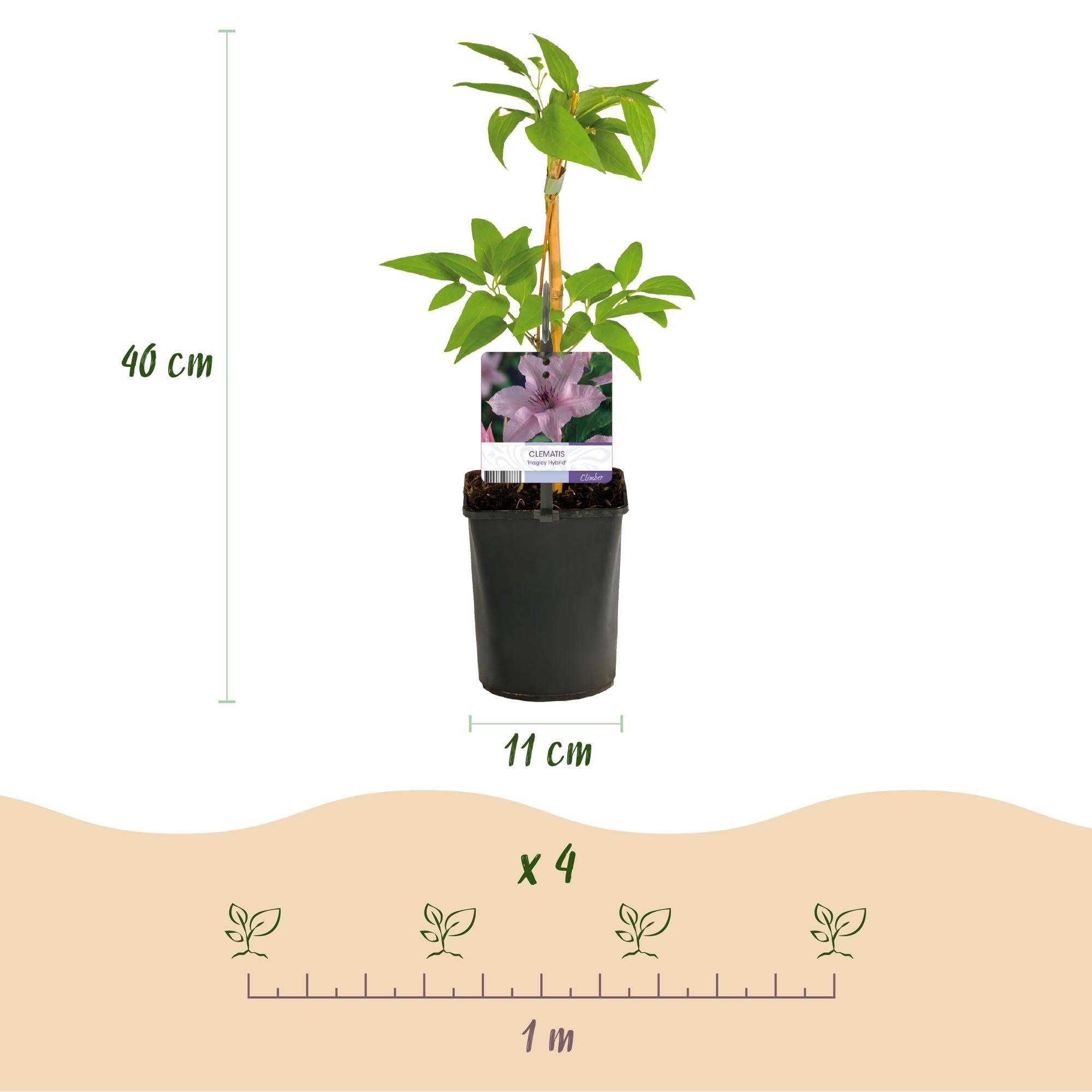 Clematis Hagley Hybrid - Bloem Roze - Weinig onderhoud -2 planten -  Pot 11cm Hoogte 40cm