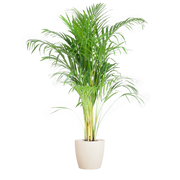 Areca Palm (Dypsis) met Viber wit - 100cm - Ø21